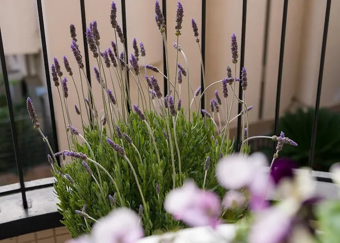 Des Etrangers Санремо